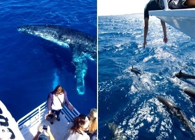 Walbeobachtung auf Teneriffa